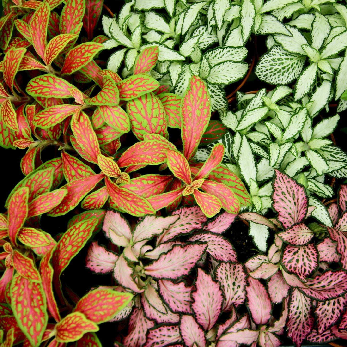 Multi-coloured Fittonia houseplants - variegated leaves
