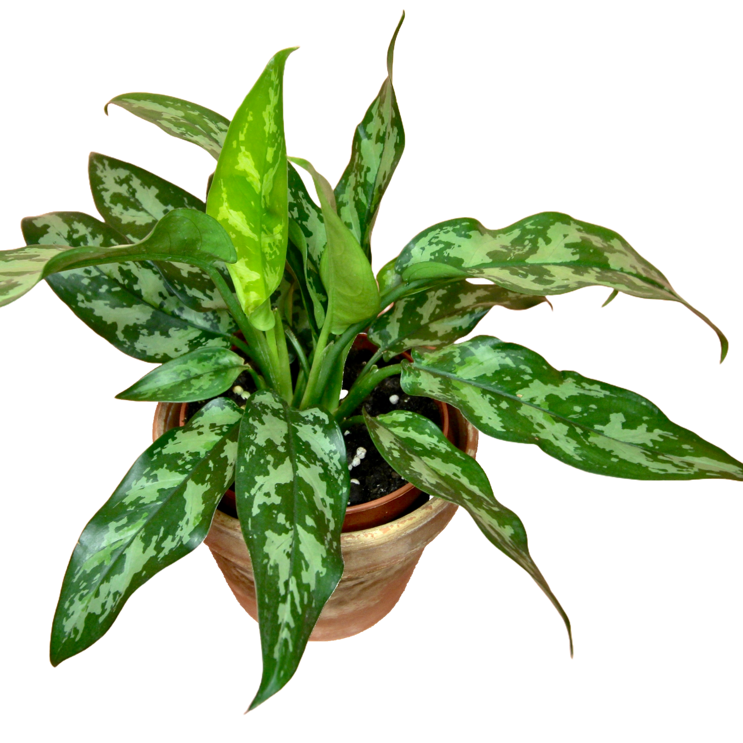 Aglaonema Maria (Chinese Evergreen)