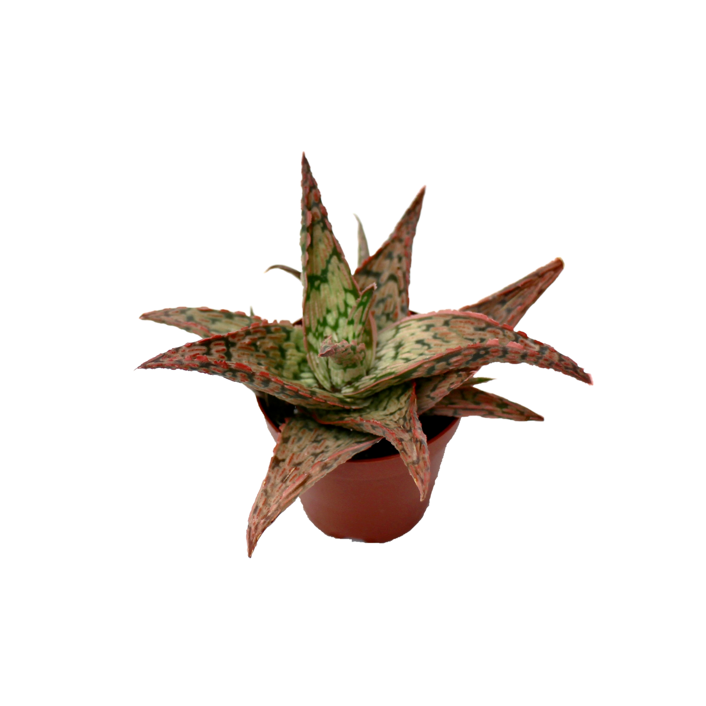 Mini Aloe Zebrina Dannyz