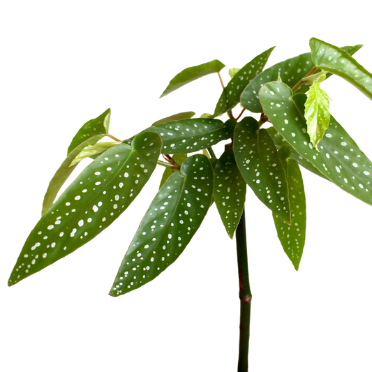 Begonia Albopicta (Tamaya)