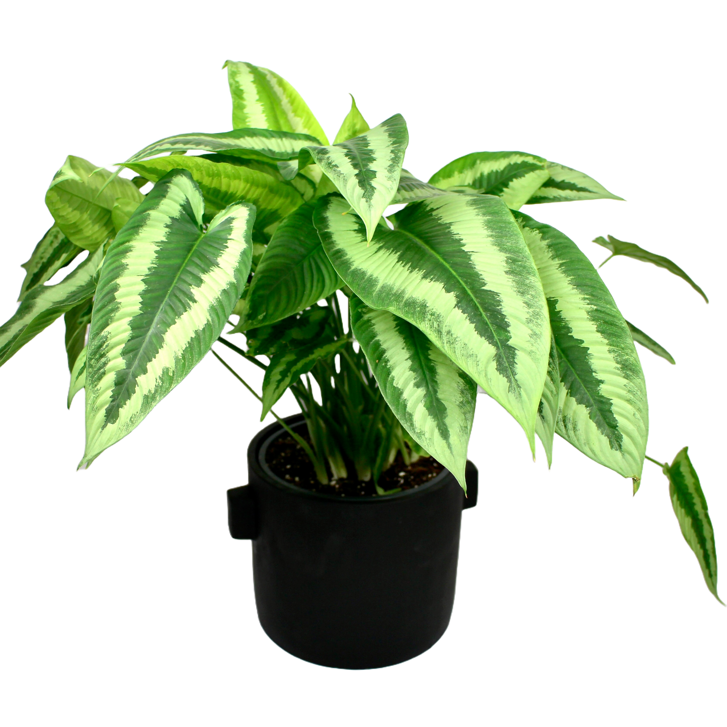 Concrete Ears Pot - Black D19cm