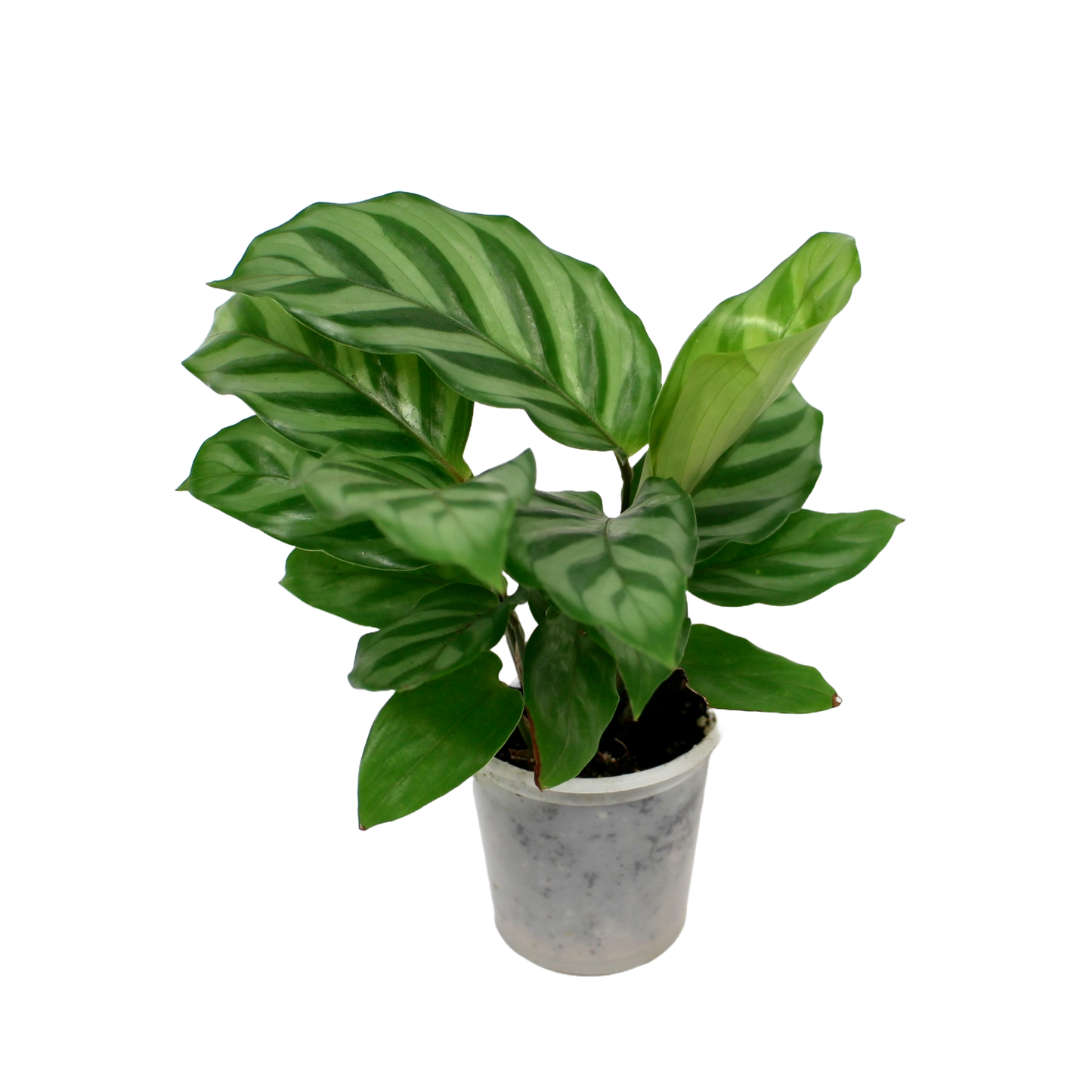 Calathea Freddie