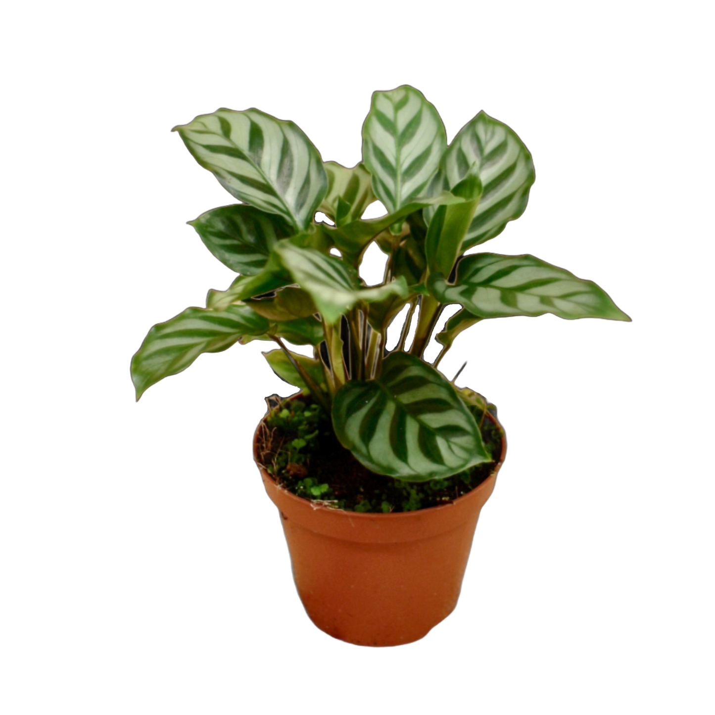 Calathea Freddie