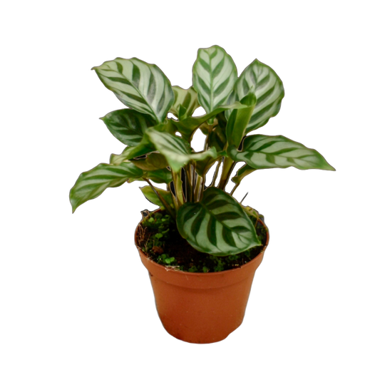 Calathea Freddie