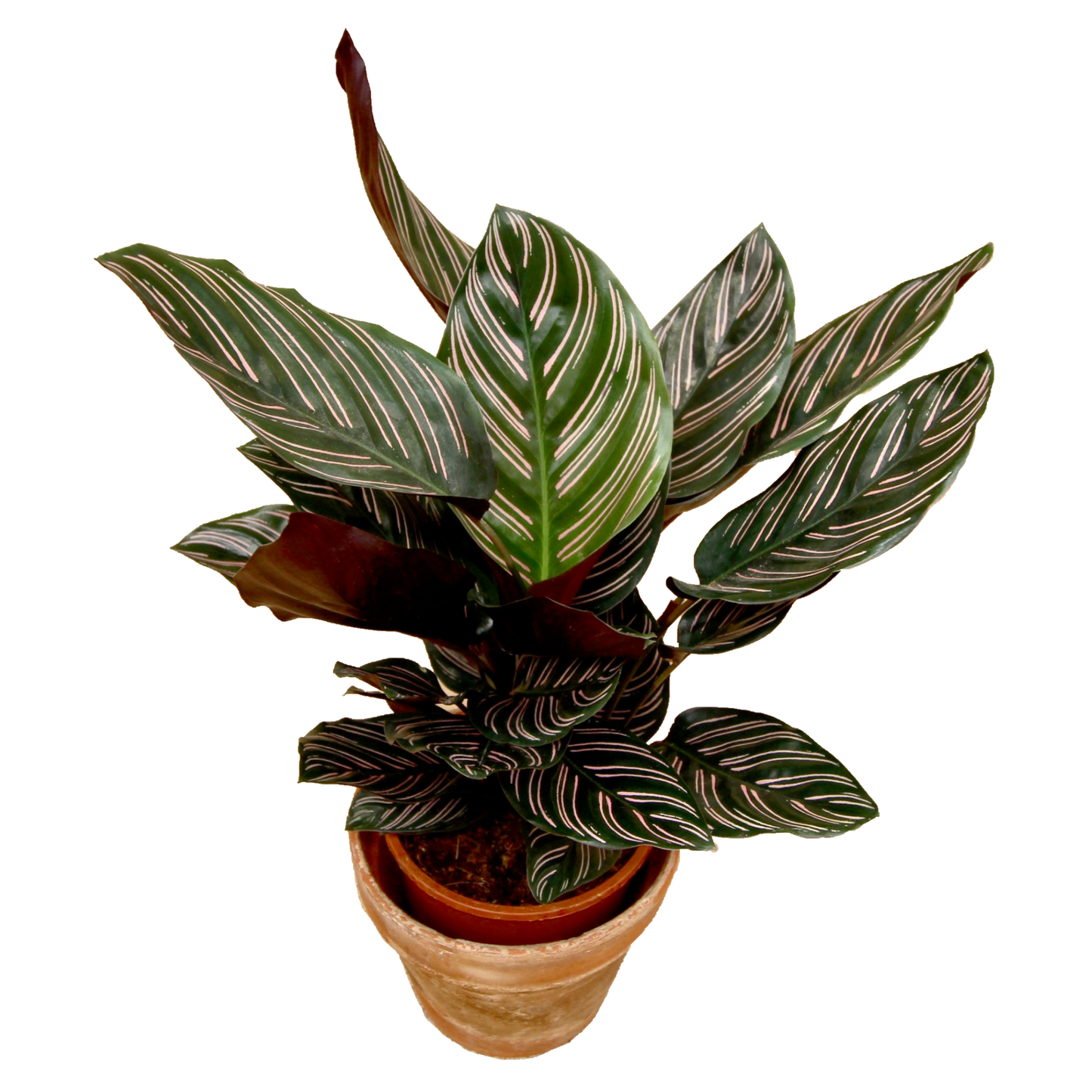 Calathea Pinstripe (Calathea Ornata Sanderiana)
