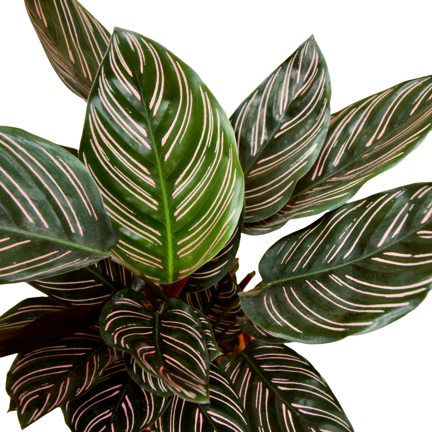 Calathea Pinstripe (Calathea Ornata Sanderiana)
