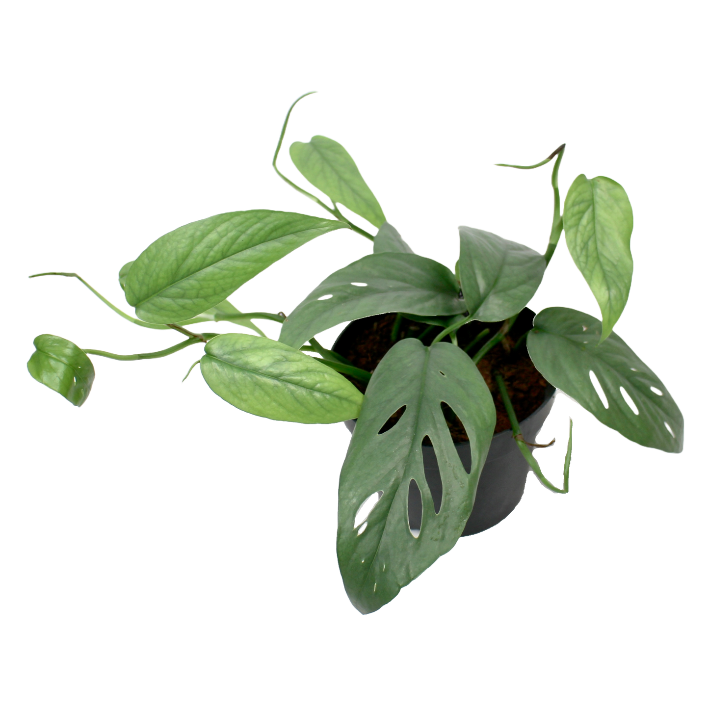 Cebu Blue Pothos