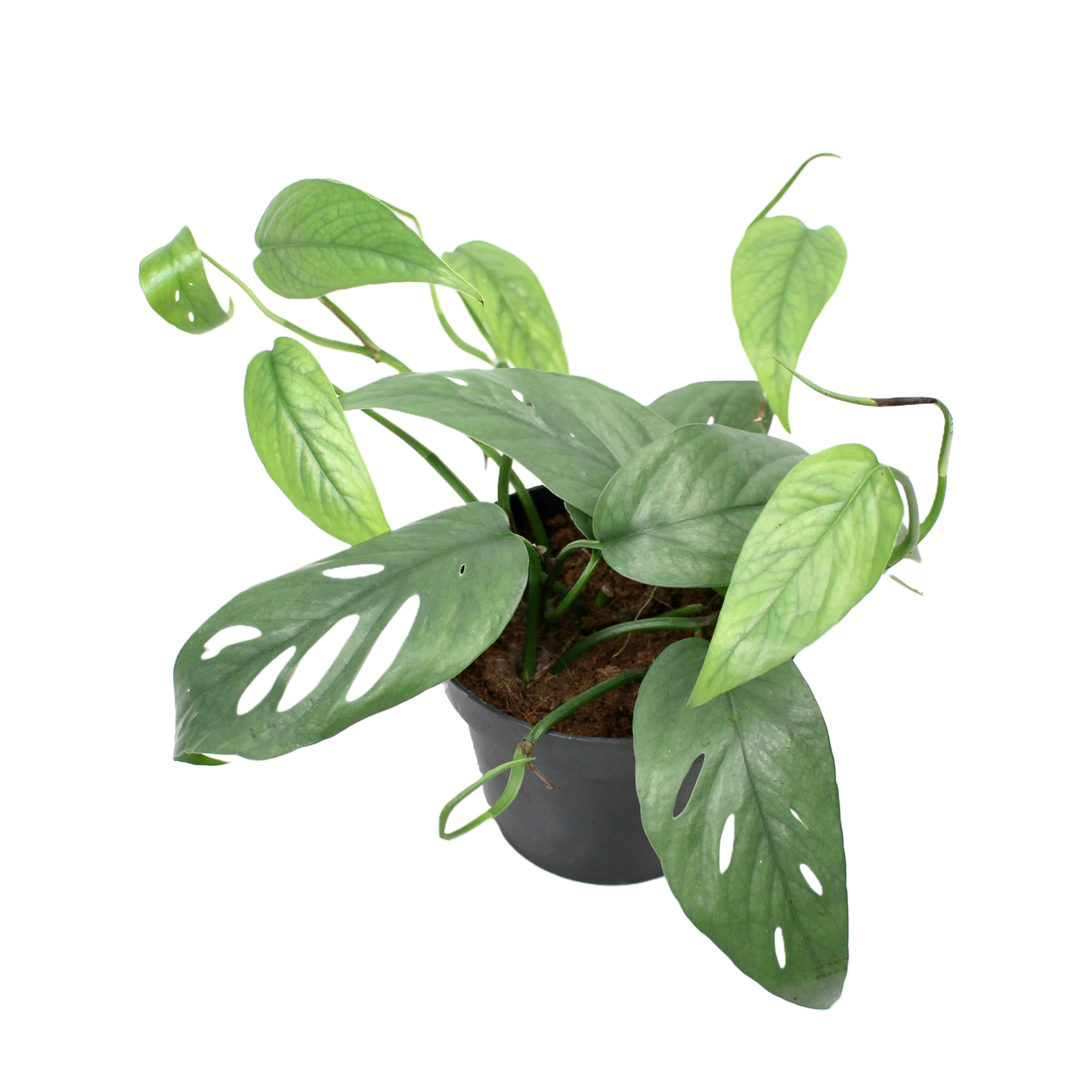 Cebu Blue Pothos