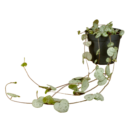 String of Hearts (Ceropegia Woodii)