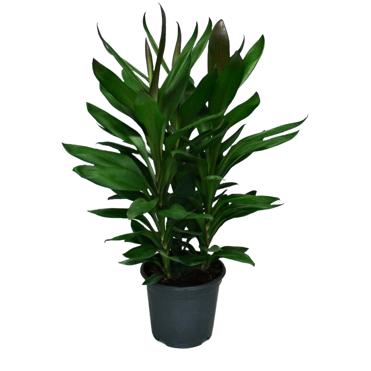 Cordyline Fruticosa Glauca (Green Ti Plant)