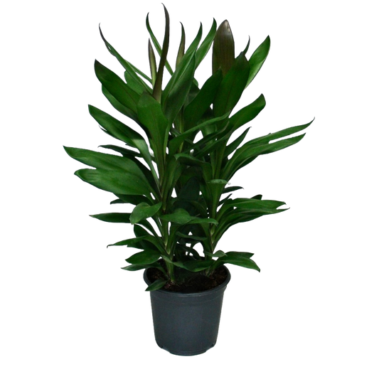 Cordyline Fruticosa Glauca (Green Ti Plant)