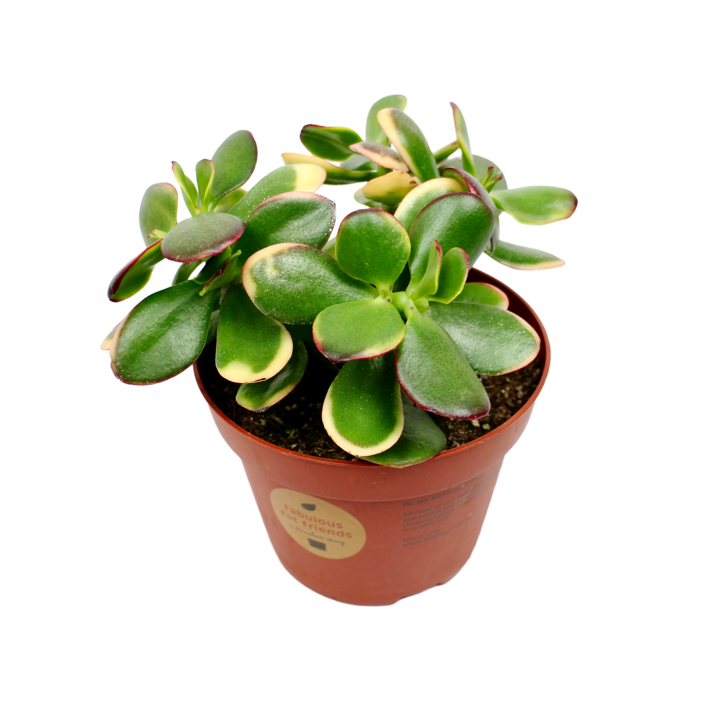 Crassula Ovata 'Hummel's Sunset' (Jade Plant)