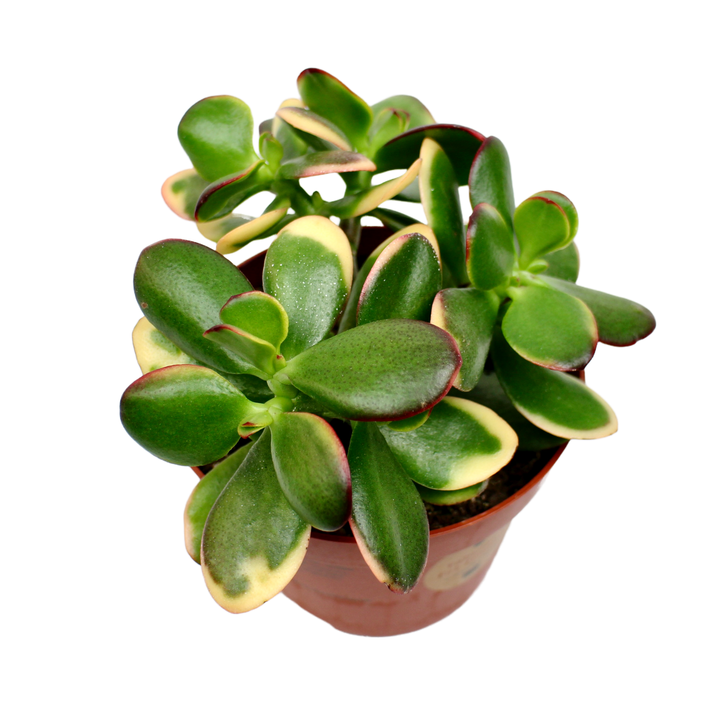 Crassula Ovata 'Hummel's Sunset' (Jade Plant)