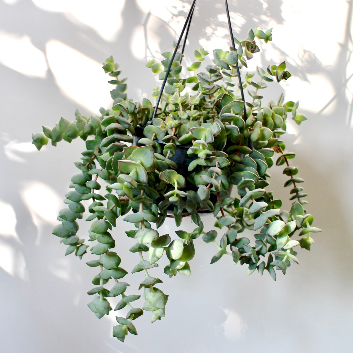 Crassula perforata 'Ivory Towers'