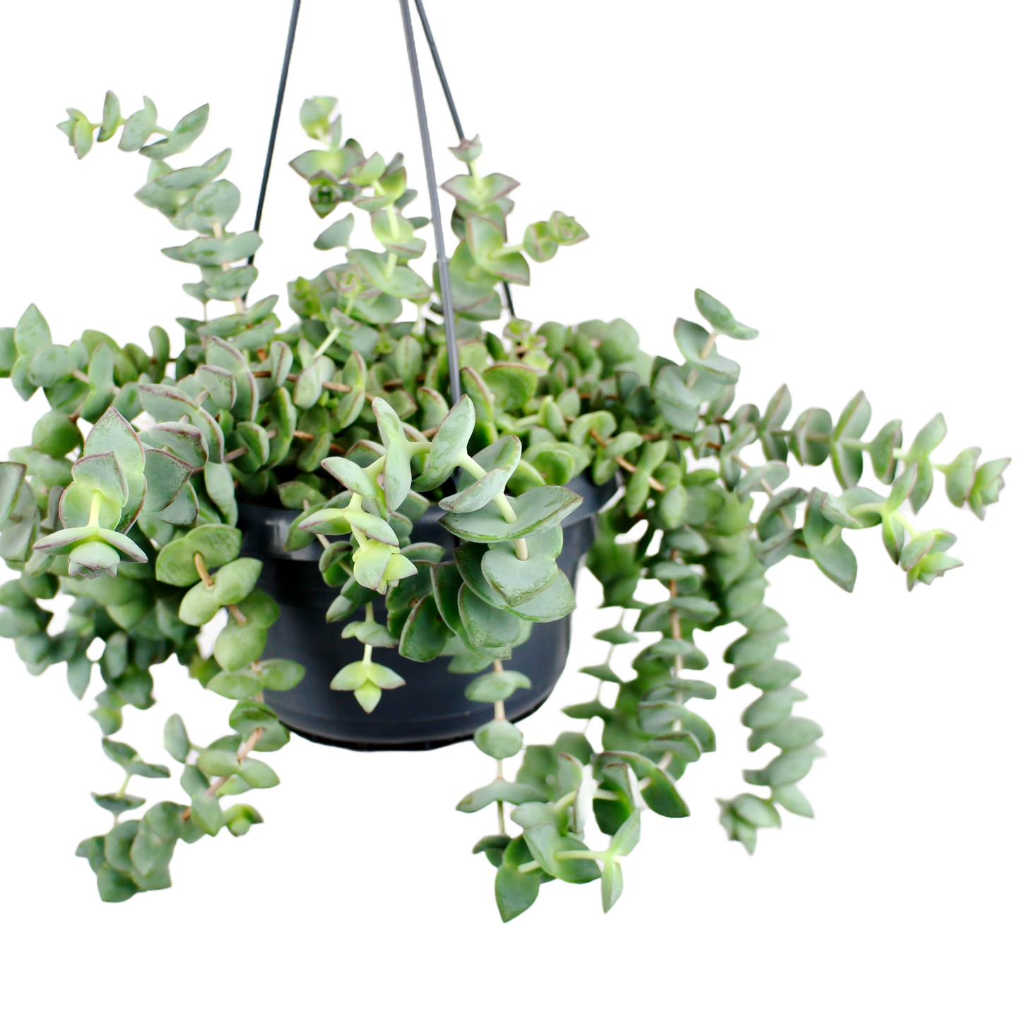 Crassula perforata 'Ivory Towers'