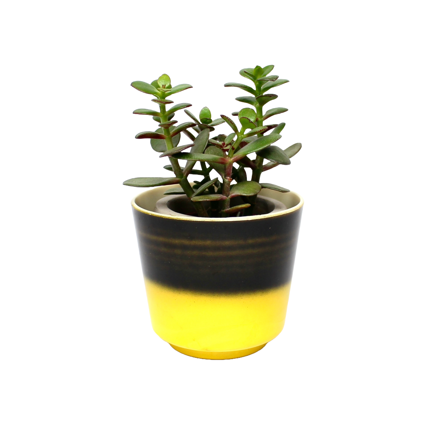 Vintage 1960s Demolet Planters D9.5cm