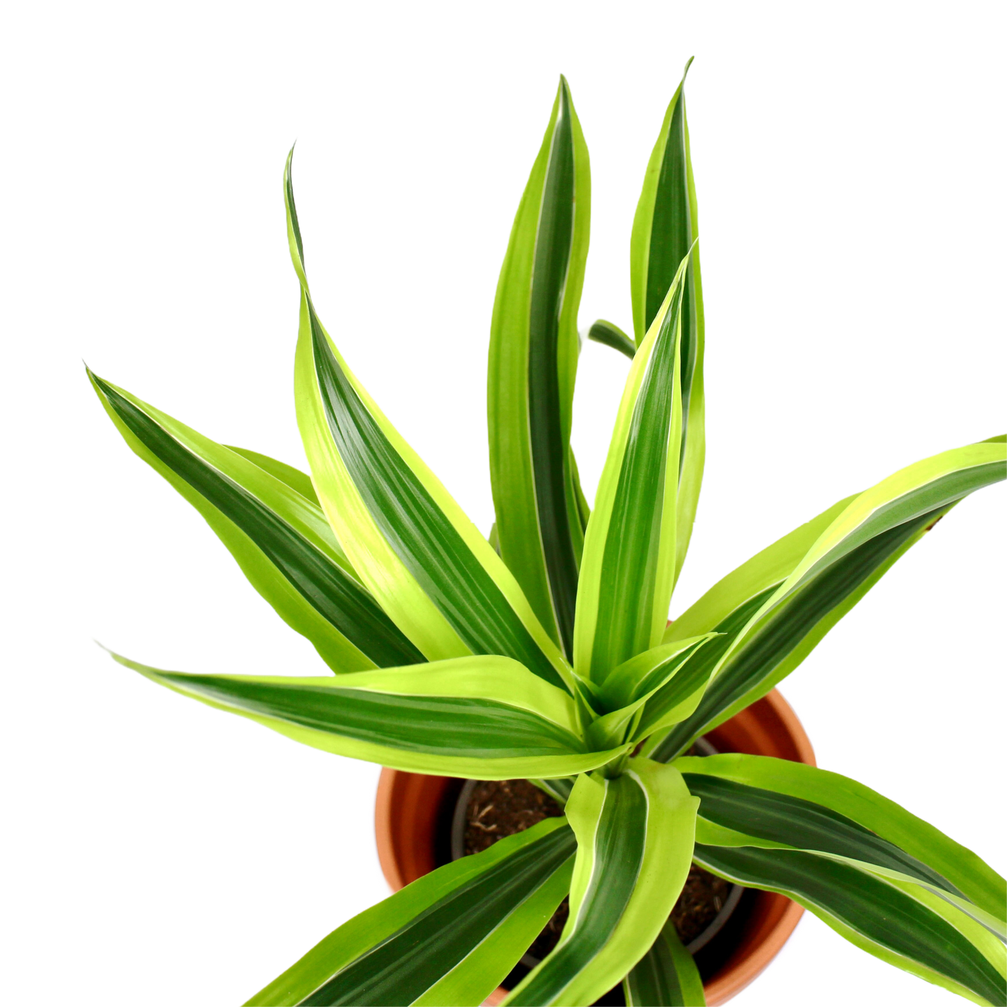 Dracaena fragans 'Lemon Lime'