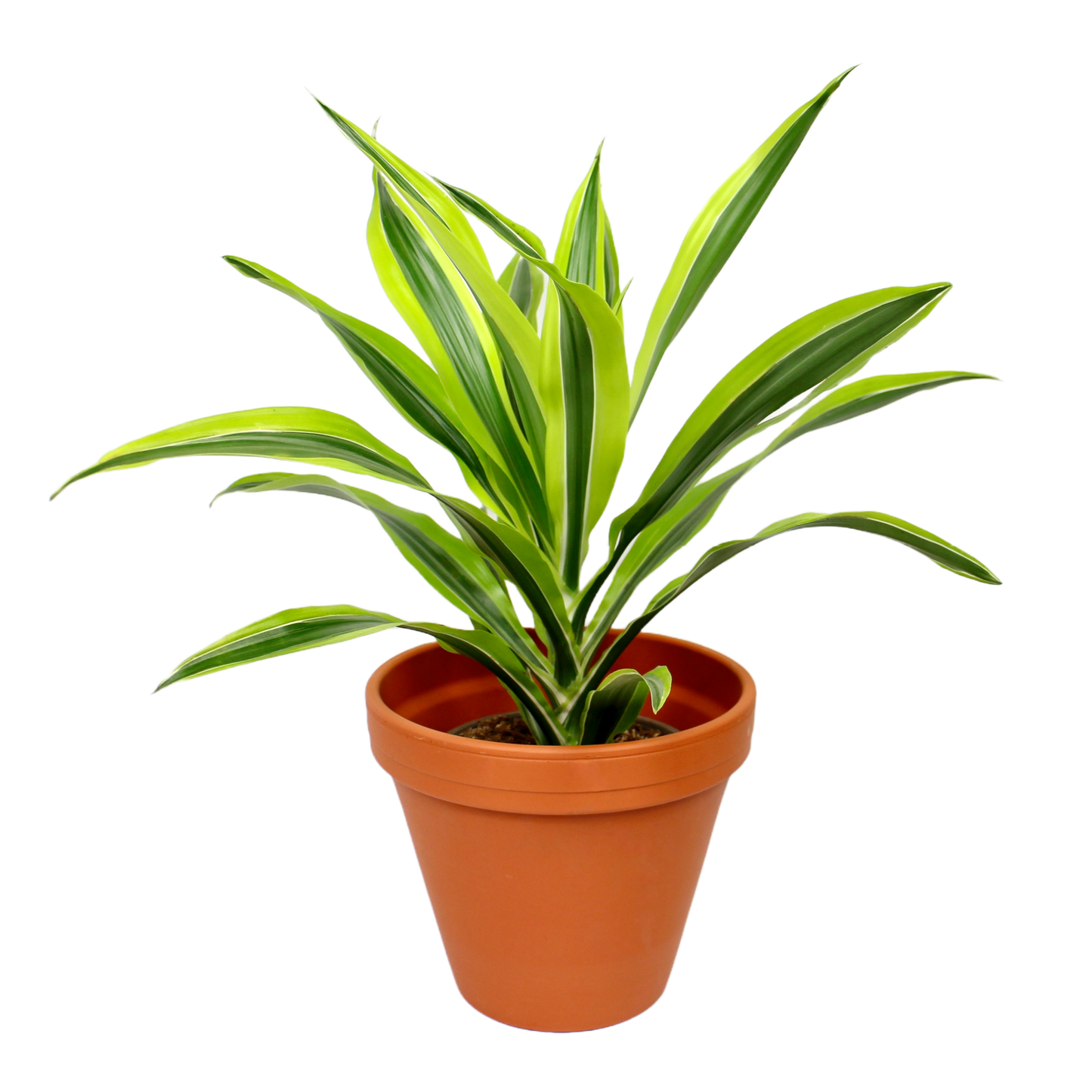 Dracaena fragans 'Lemon Lime'