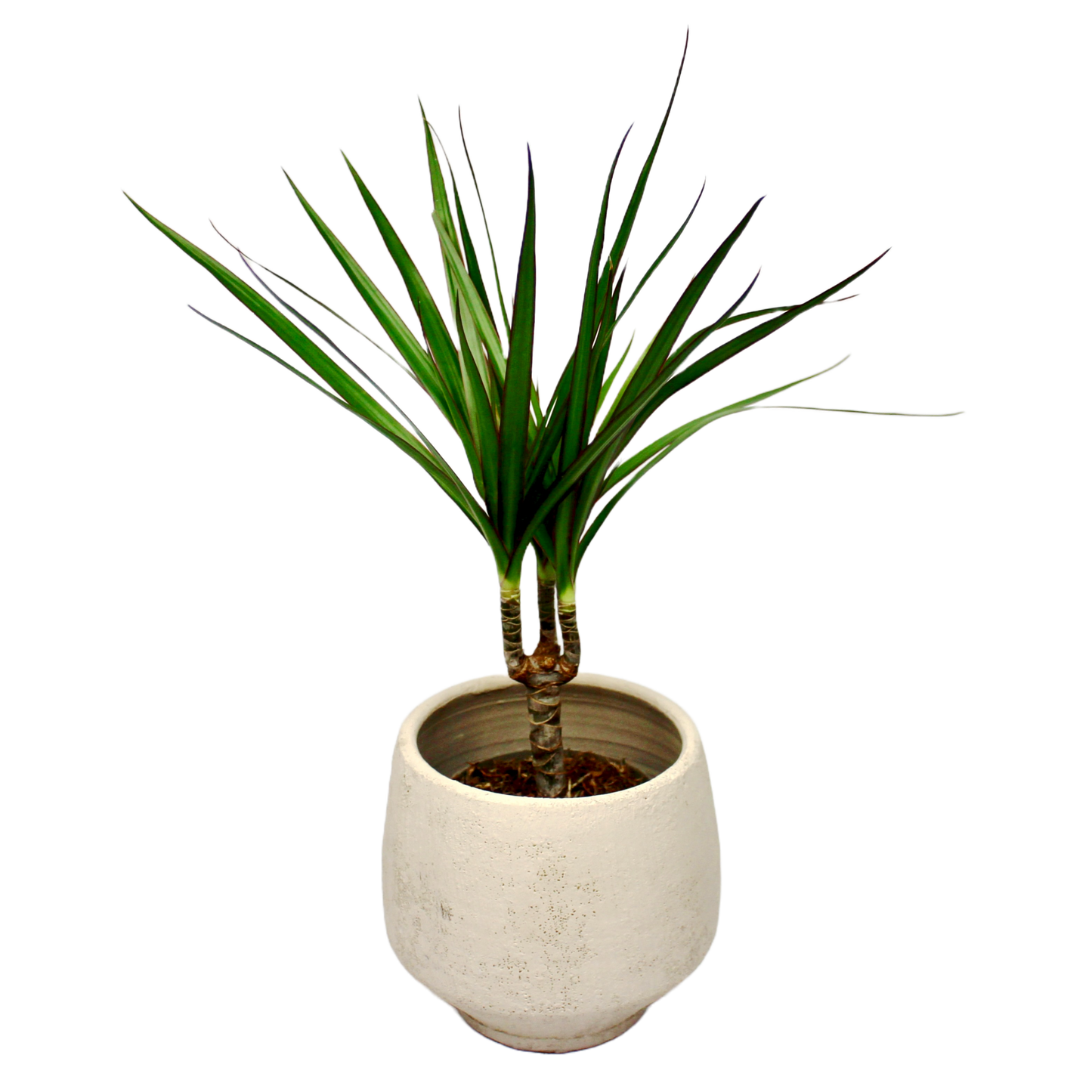 Dracaena Marginata