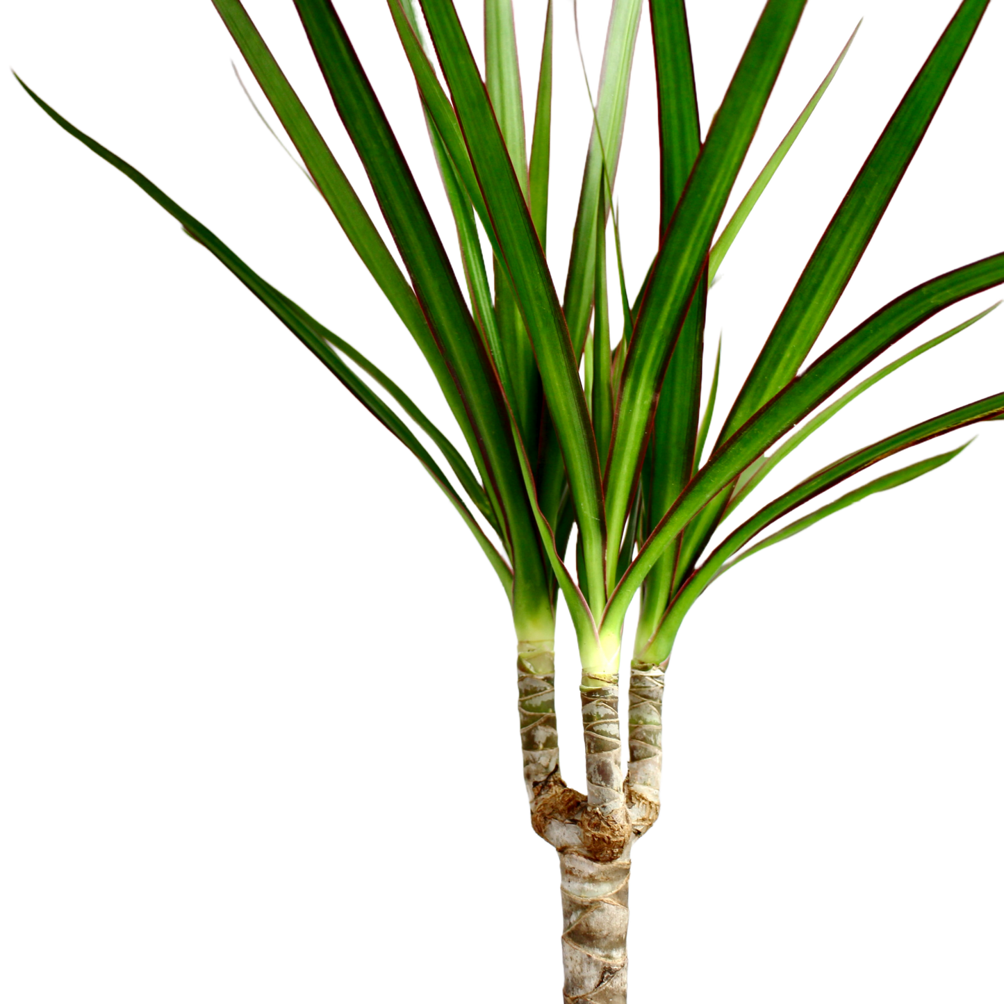 Dracaena Marginata