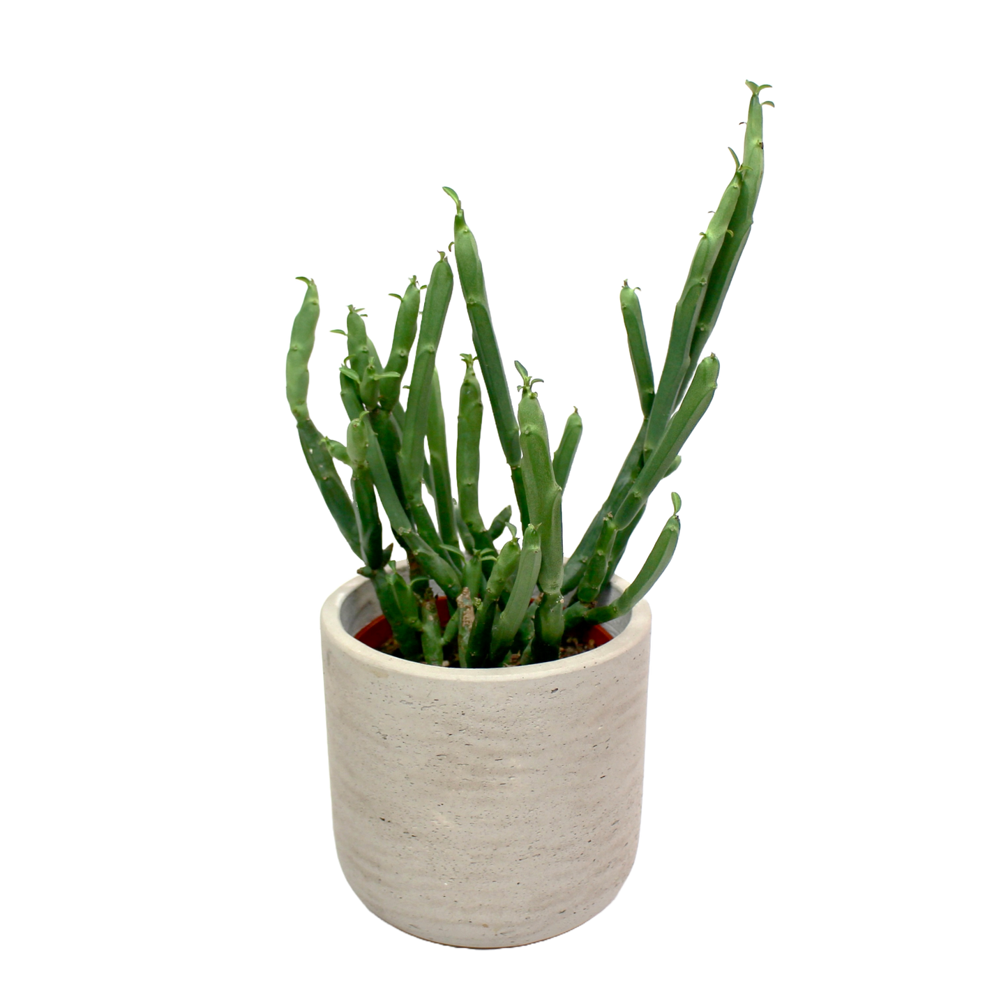 Euphorbia Phosphorea
