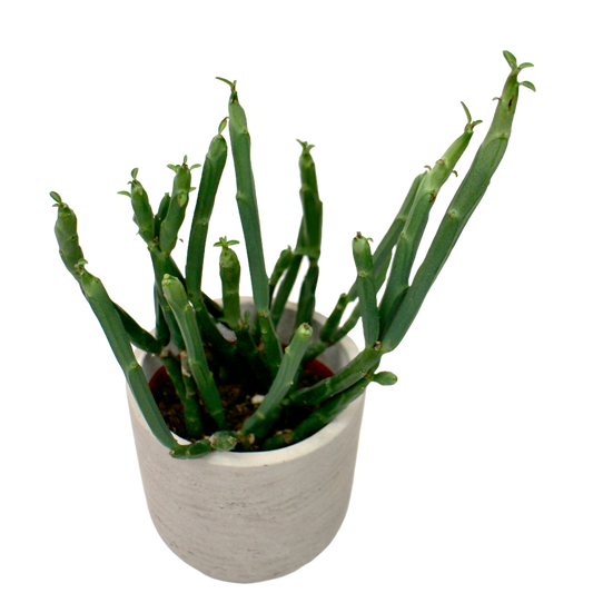 Euphorbia Phosphorea