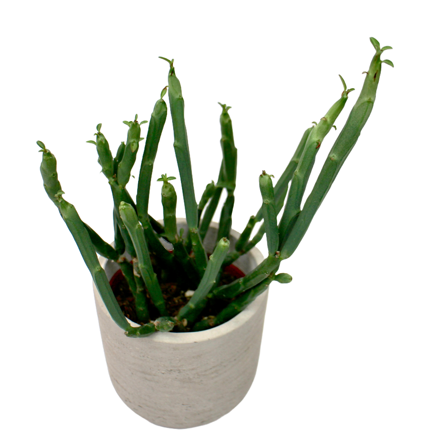 Euphorbia Phosphorea