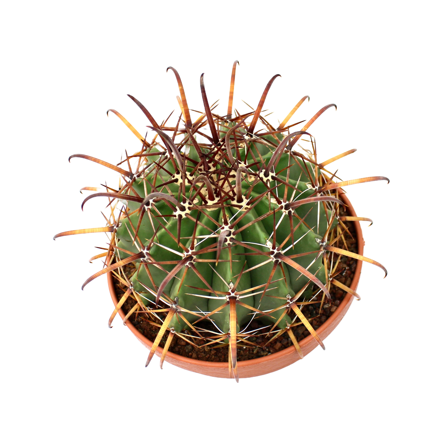 Ferocactus Townsedianus (Barrel Cactus)