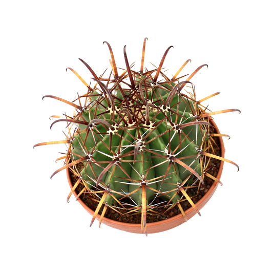 Ferocactus Townsedianus (Barrel Cactus)