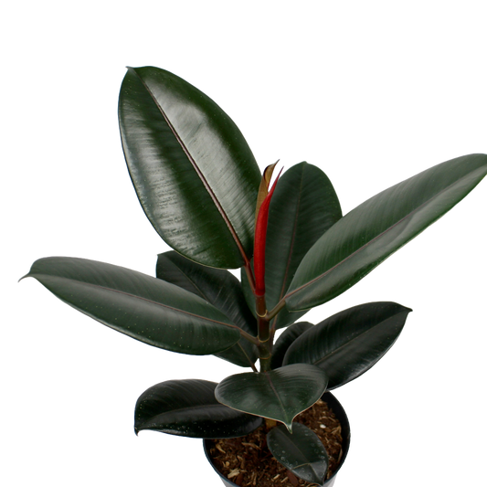 Ficus Elastica Abidjan (Rubber Plant)