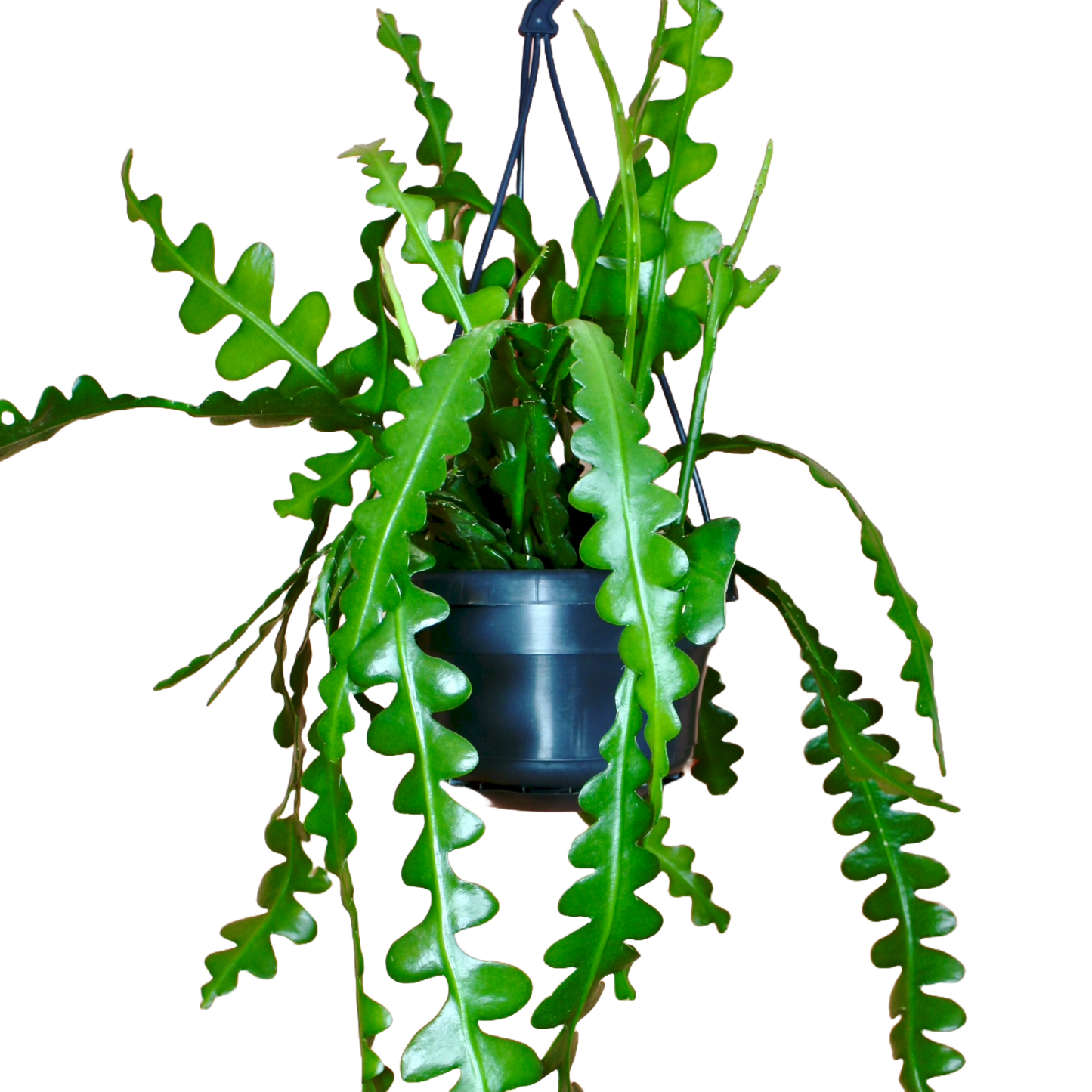 Fishbone Cactus (Epiphyllum Anguliger)