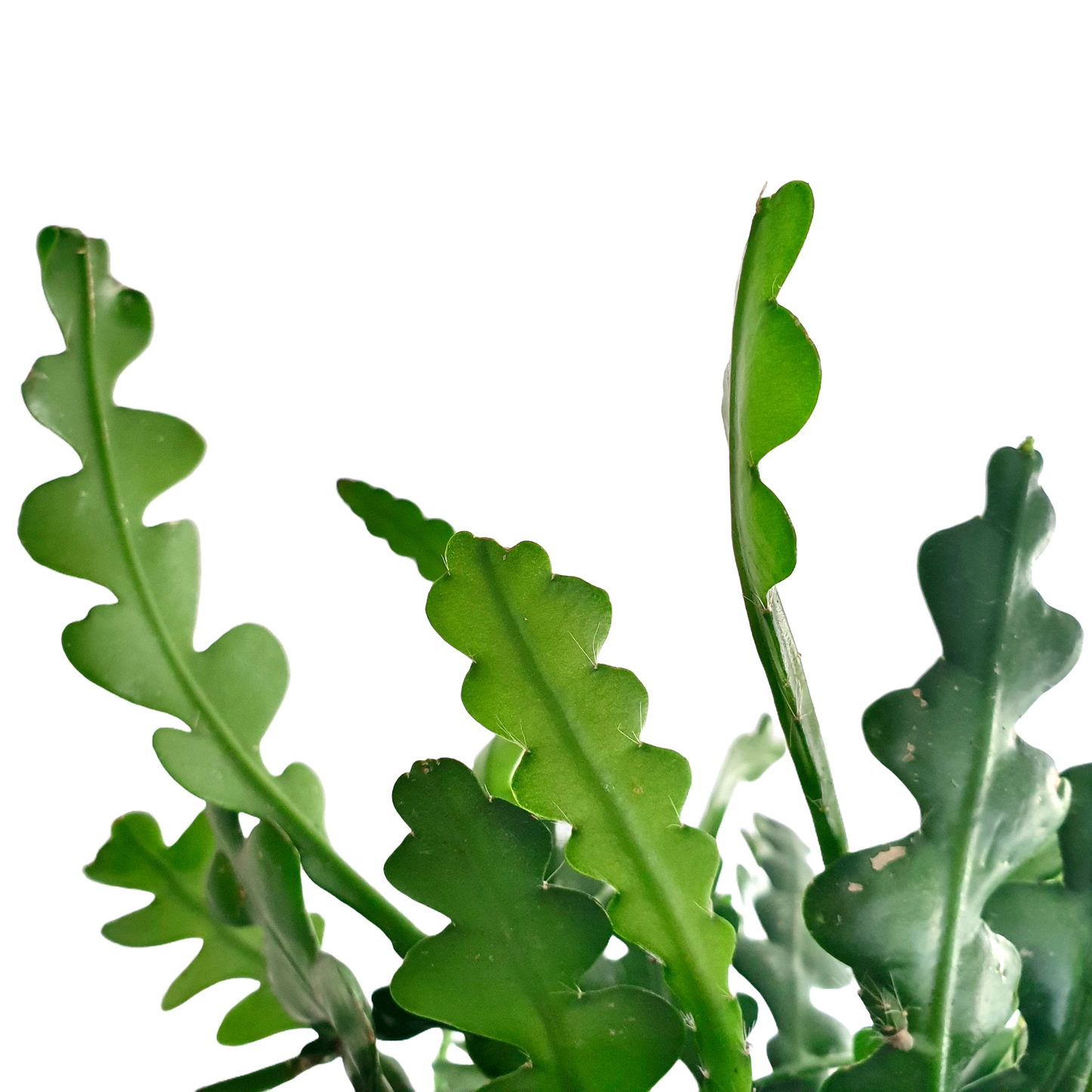 Fishbone Cactus (Epiphyllum Anguliger)