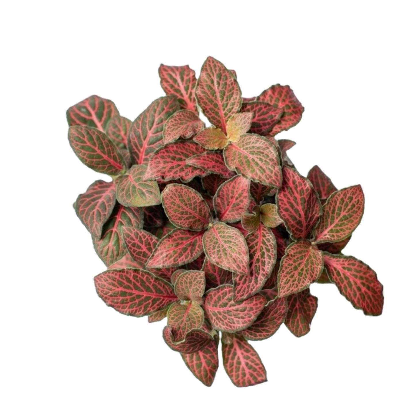 Fittonia - Pink and Green