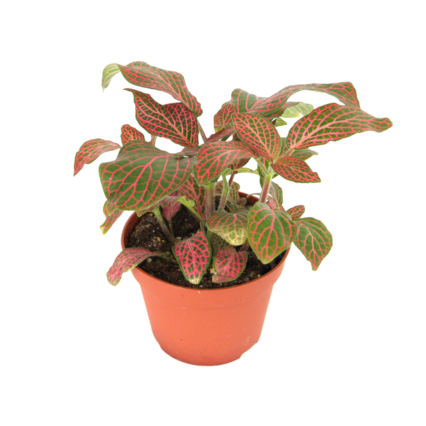 Fittonia - Pink and Green