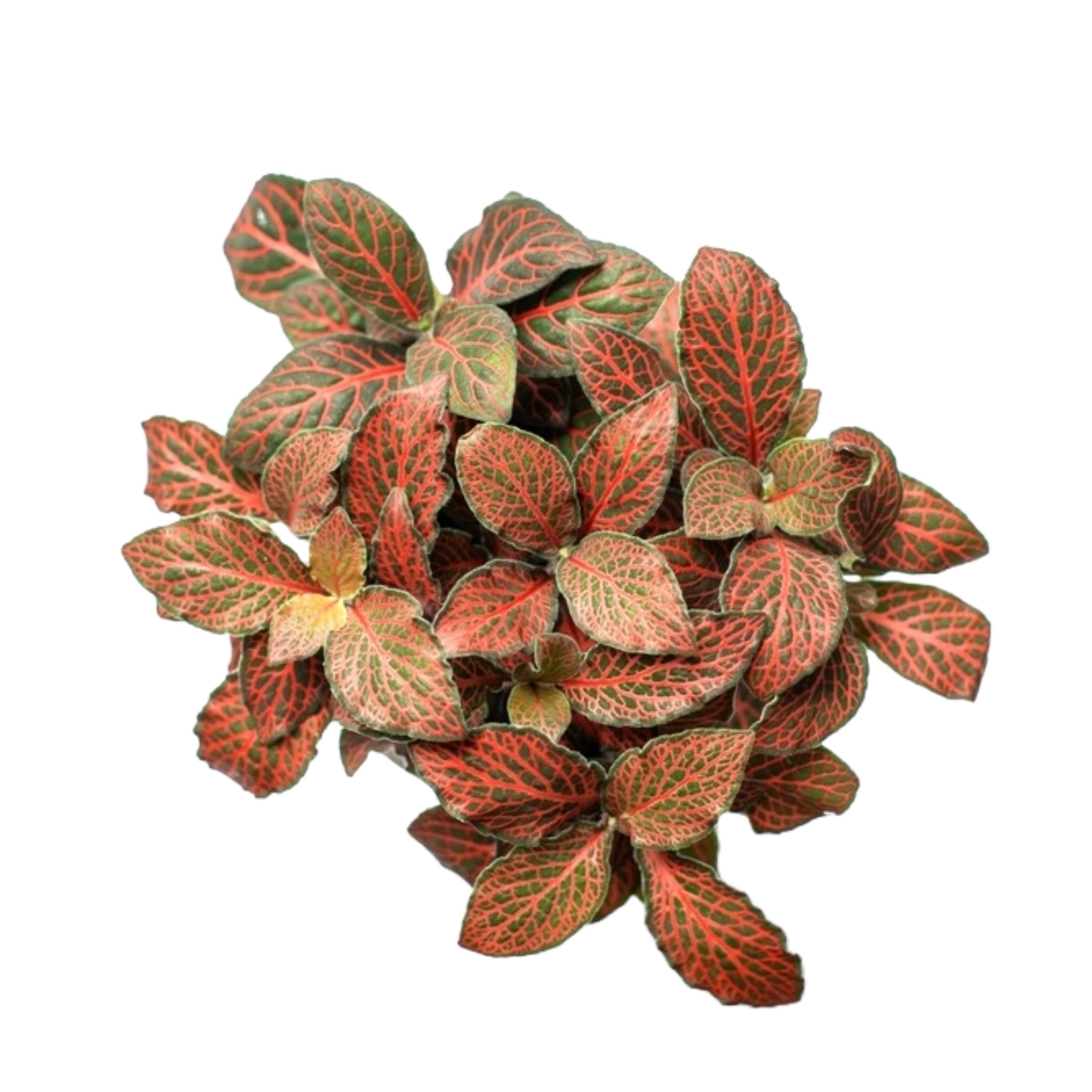 Fittonia - Red and Green