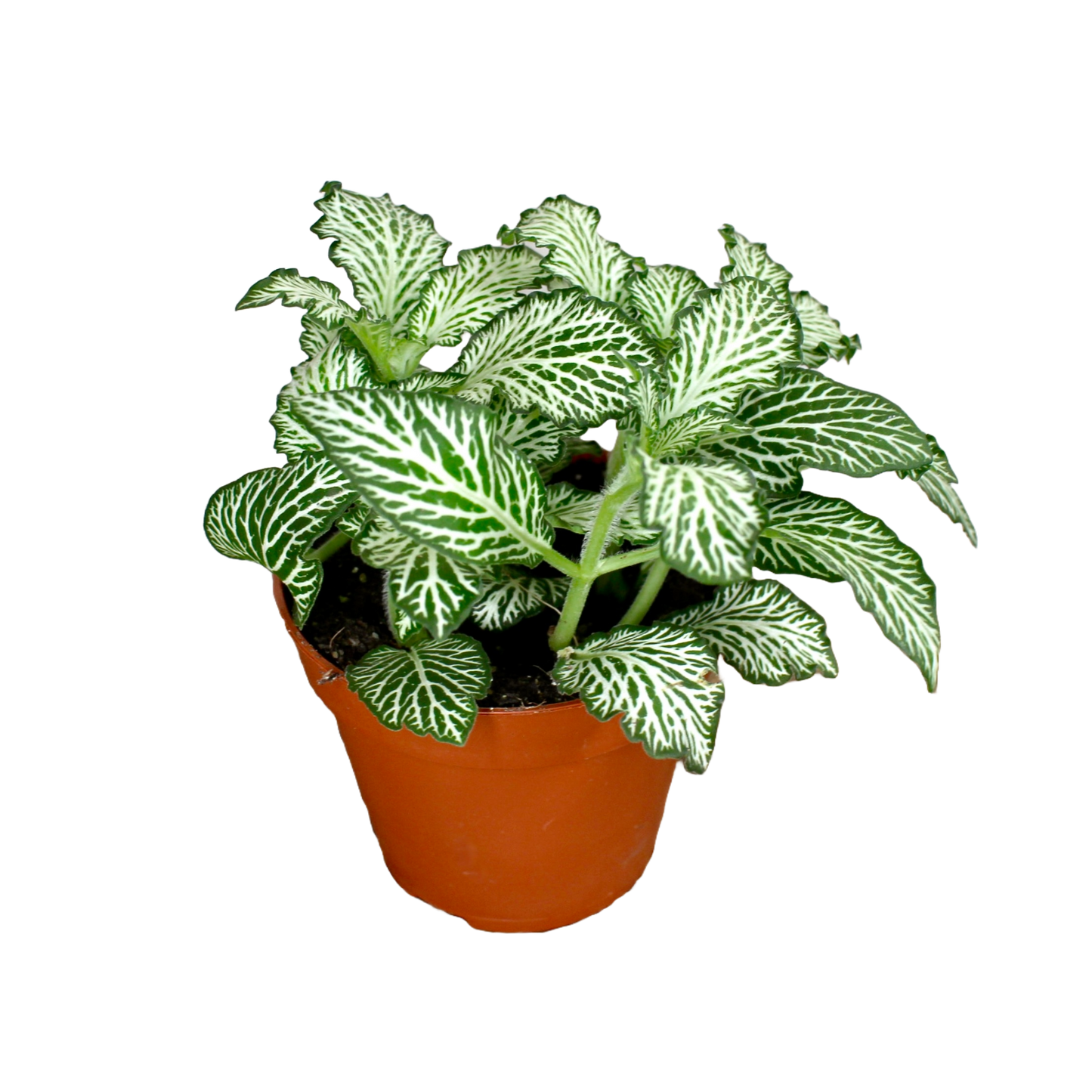 Fittonia - Green and White
