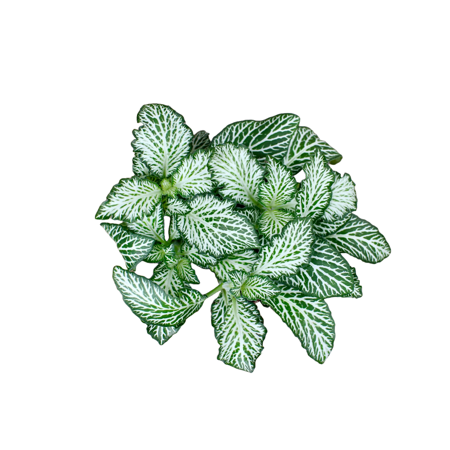 Fittonia - Green and White