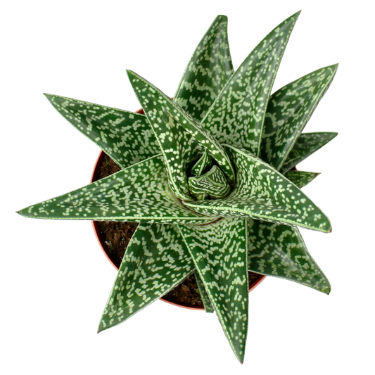 Gasteraloe 'Aveo'