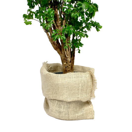 Hessian Pot Cover - Various Sizes