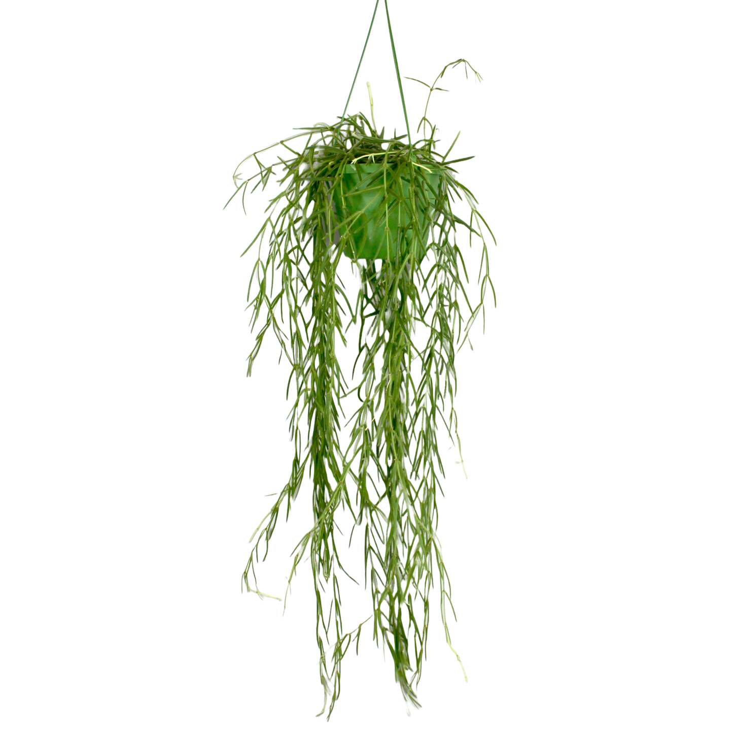 Hoya Linearis (Porcelain Plant)