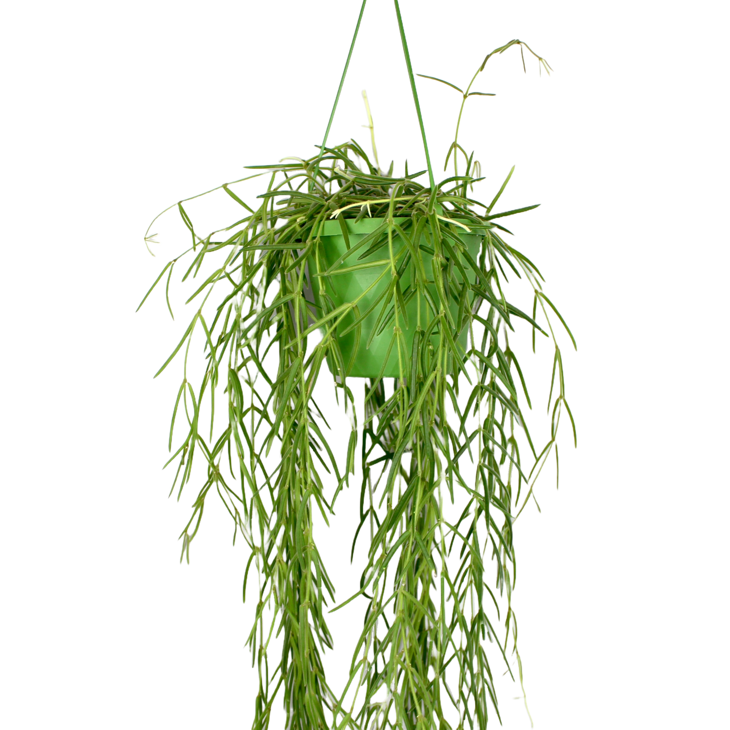 Hoya Linearis (Porcelain Plant)
