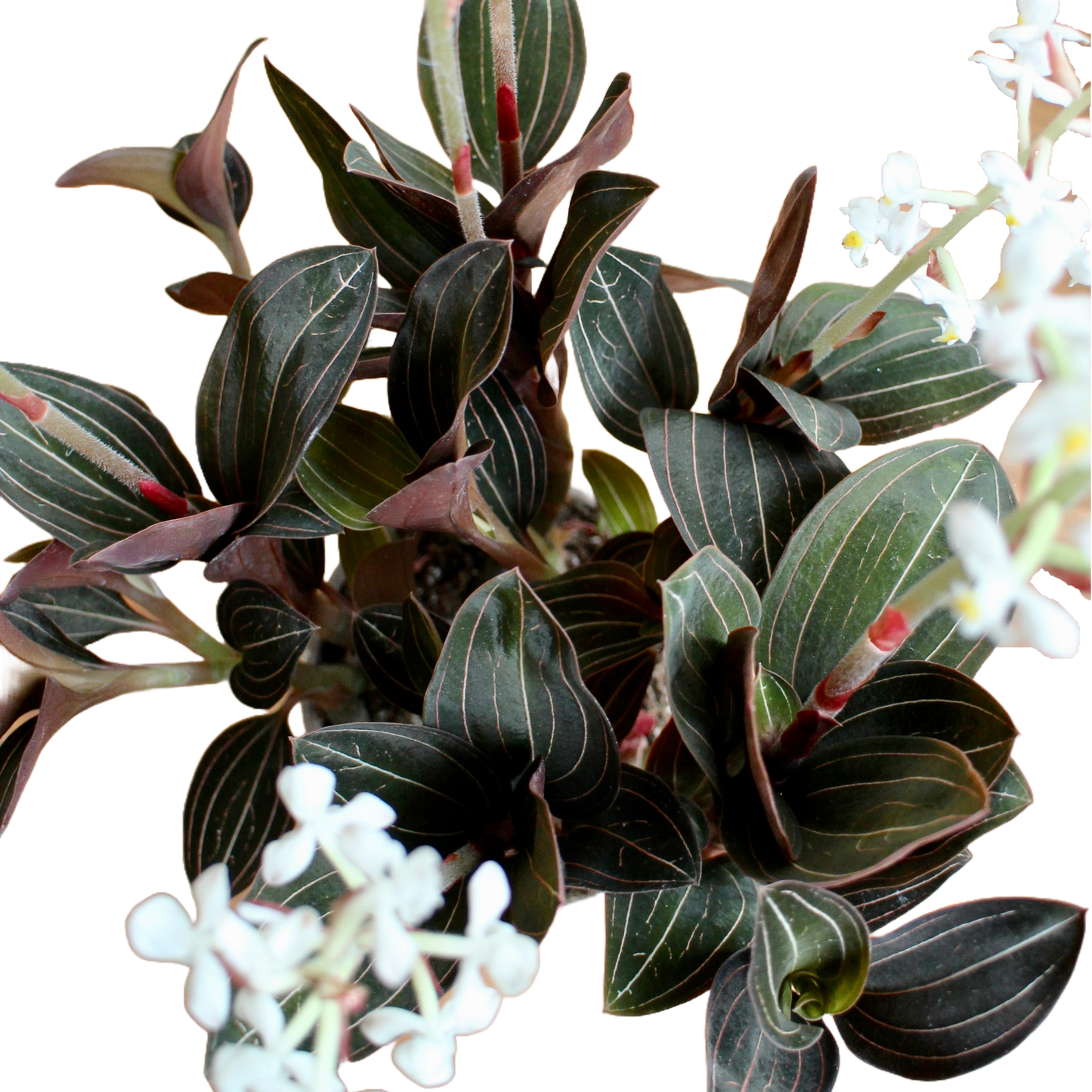 Ludisia Discolor (Jewel Orchid)