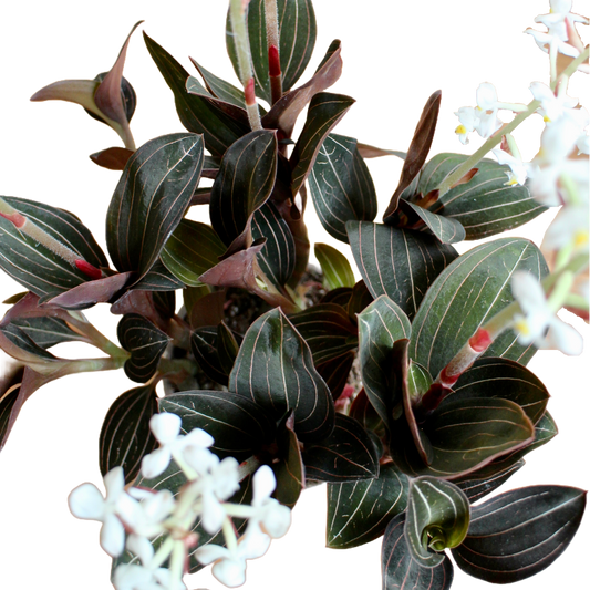 Ludisia Discolor (Jewel Orchid)
