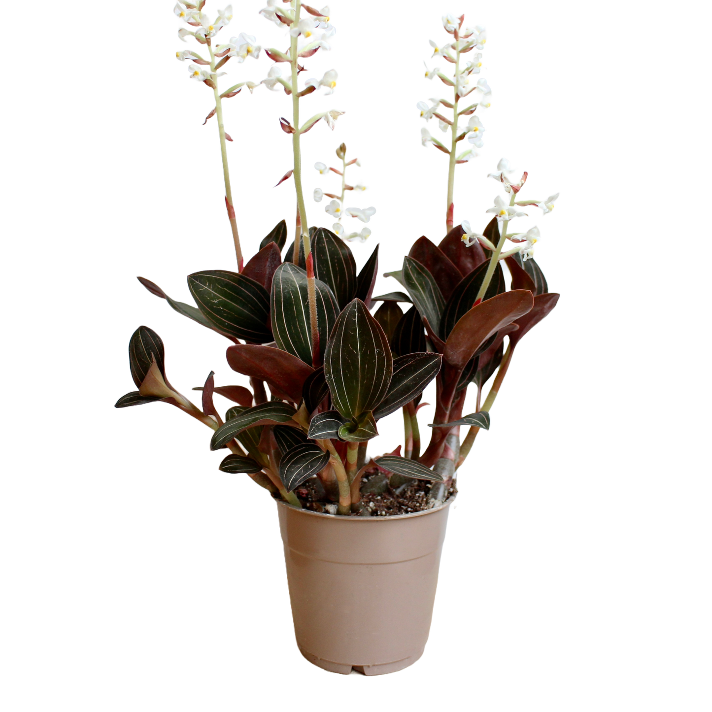 Ludisia Discolor (Jewel Orchid)