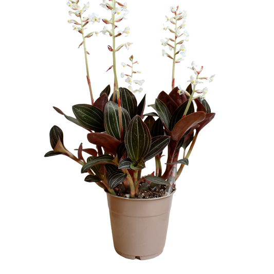 Ludisia Discolor (Jewel Orchid)