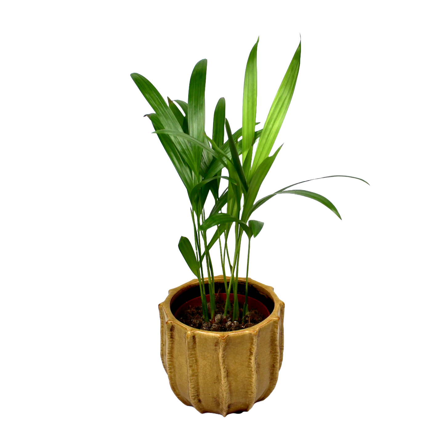 Howea Forsteriana (Kentia Palm)