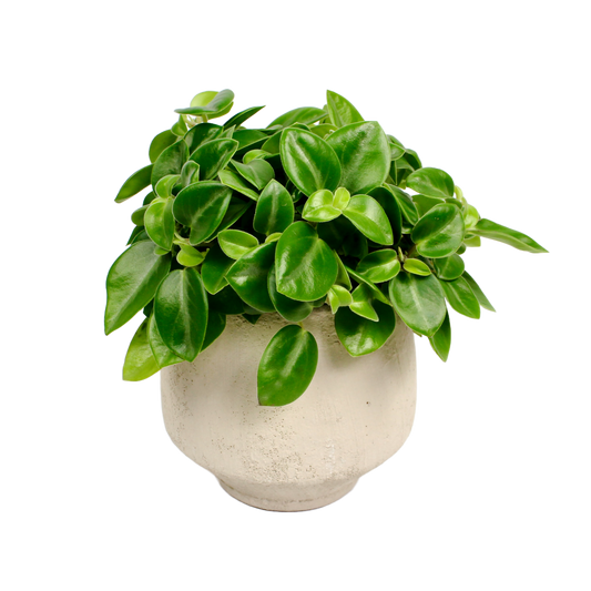 Lamia Sand Pot D11.5cm