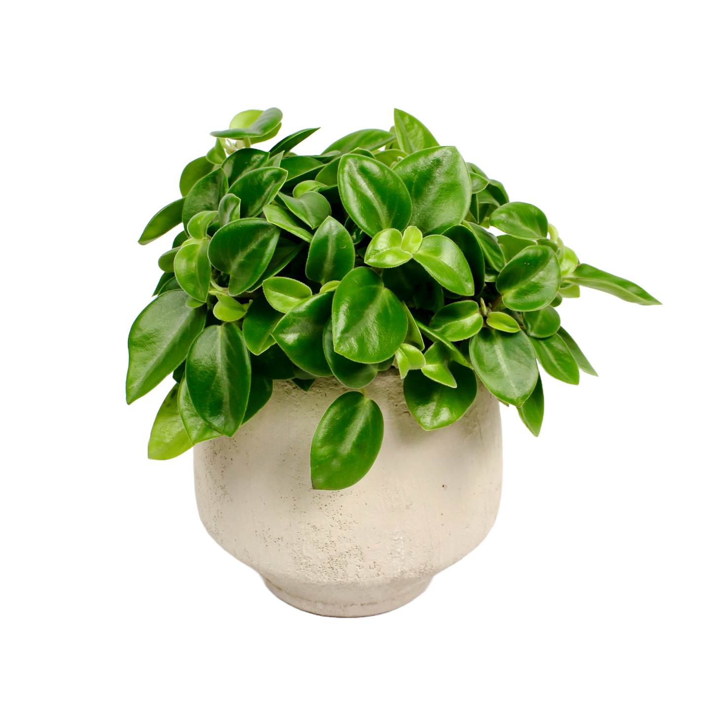 Lamia Sand Pot D11.5cm