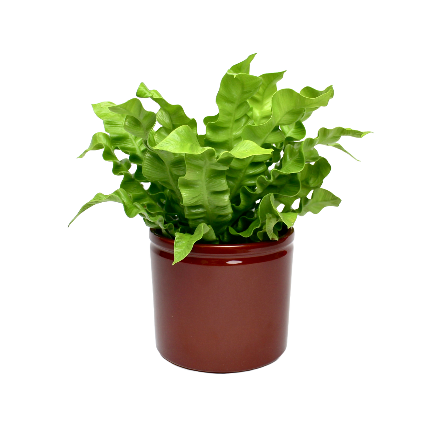 Lex Pot - Brown D12cm