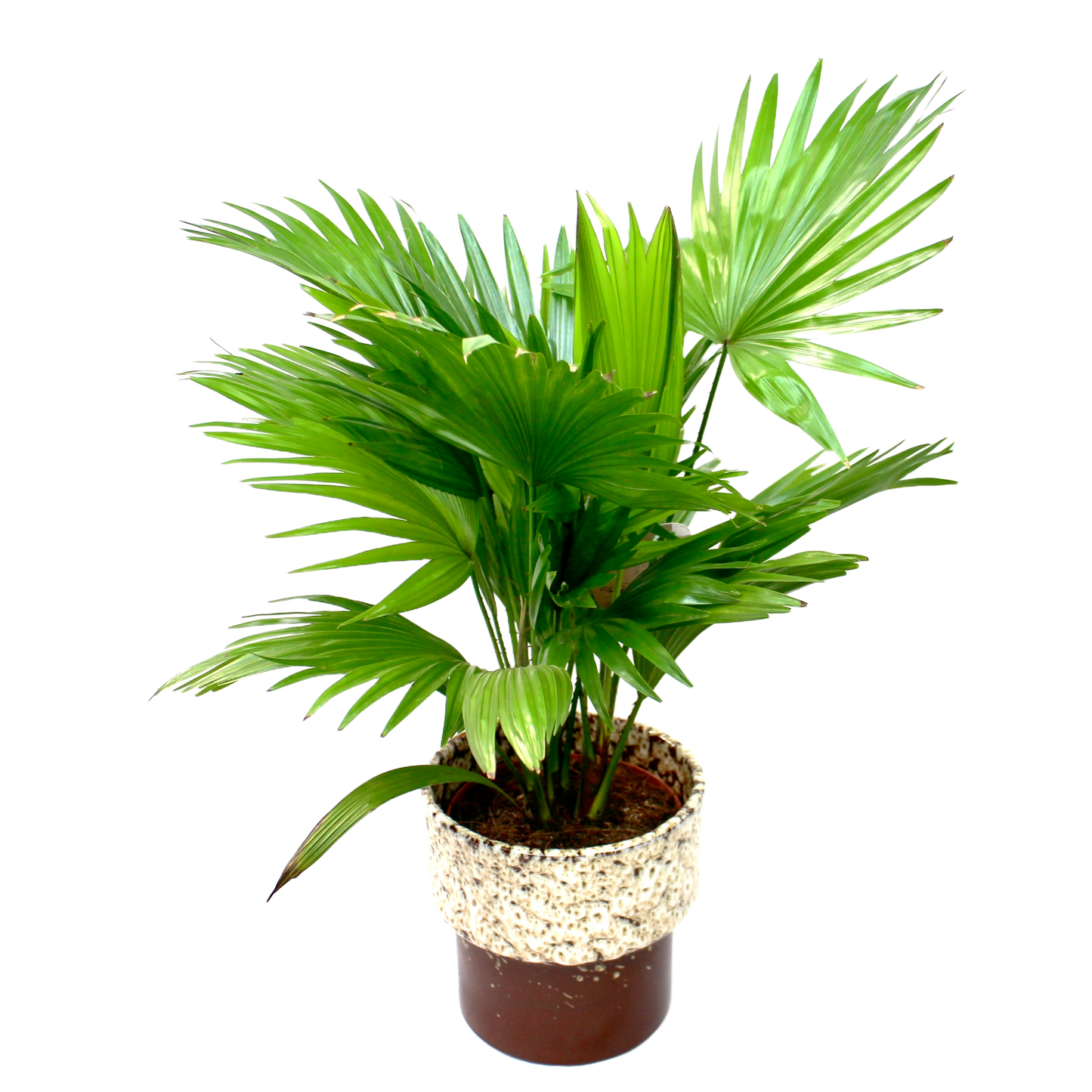 Livistona Rotundifolia (Footstool Palm)